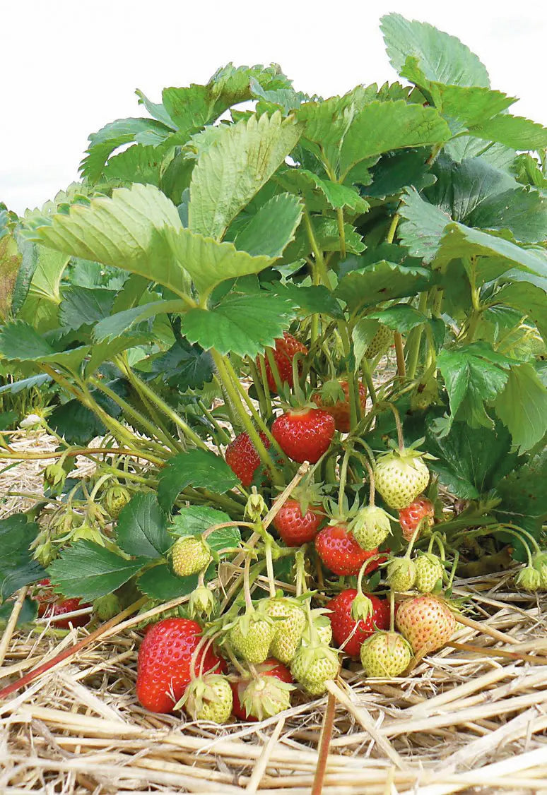 Organic Renaissance Strawberry Plant / Conv