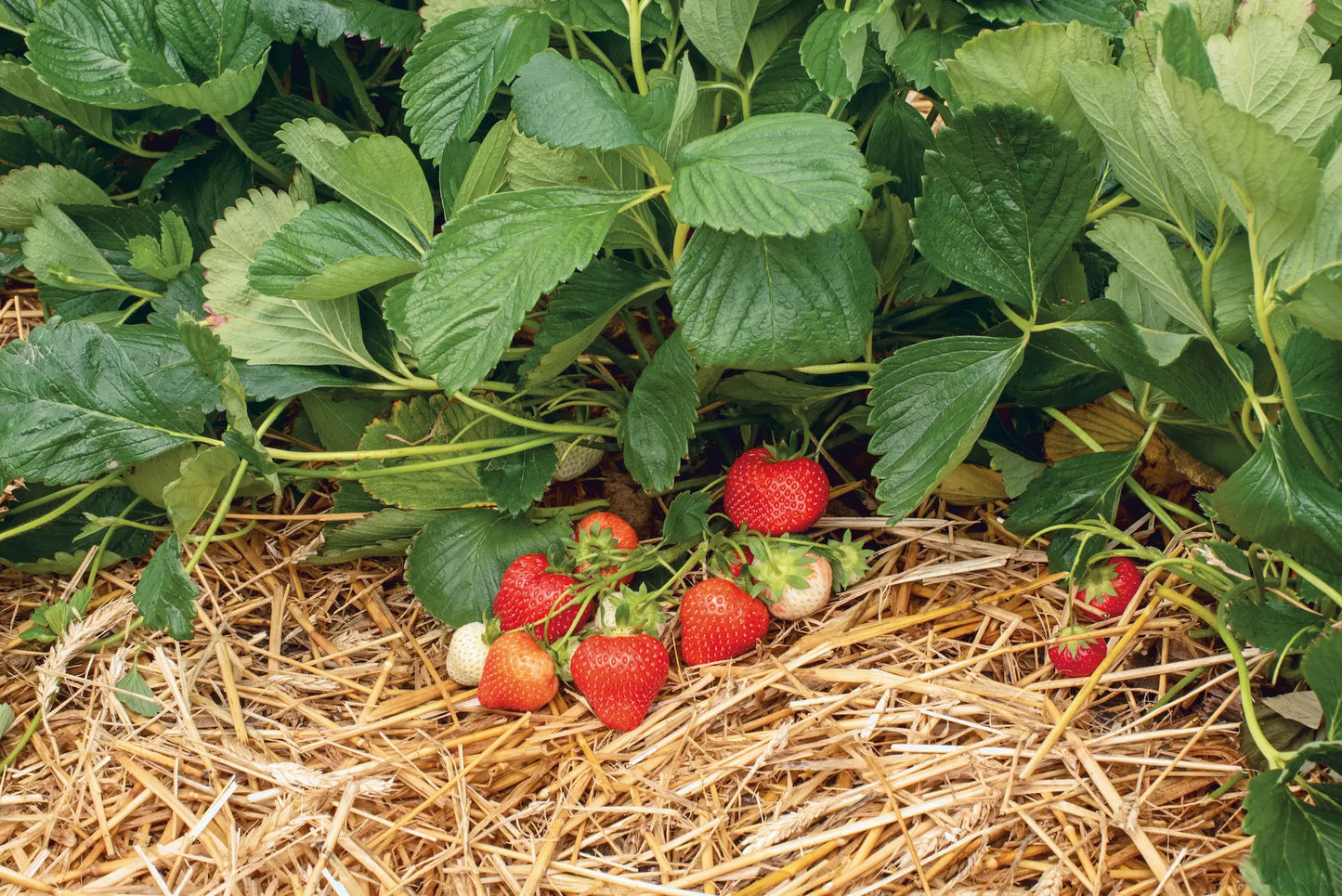 Rendezvous Bio Strawberry Plant / Conv
