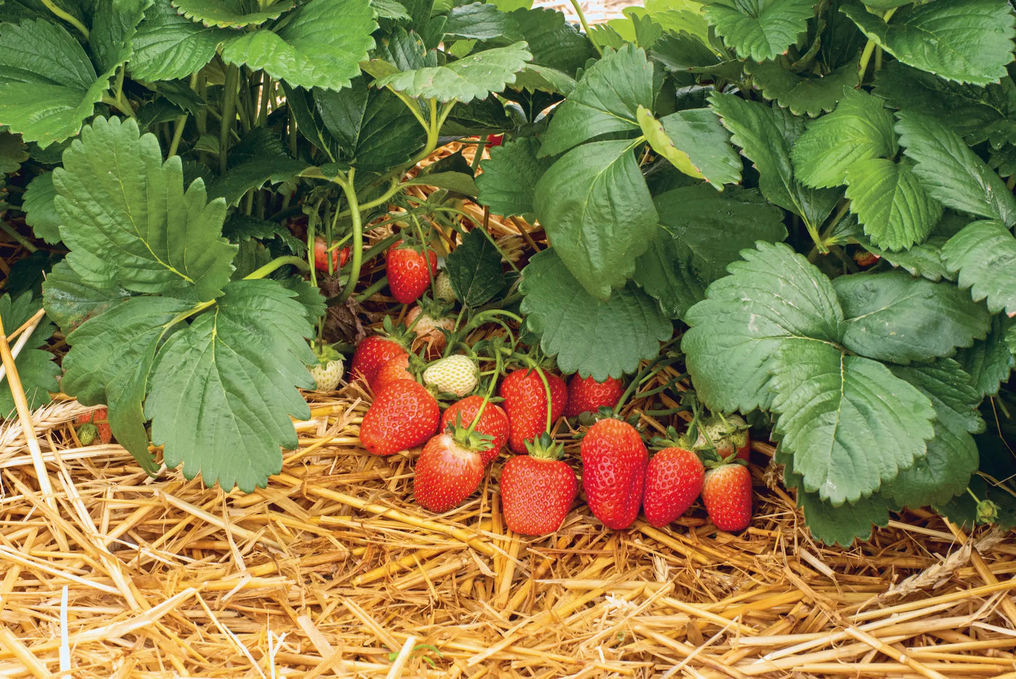 Organic Rosaria Strawberry Plant / Conv