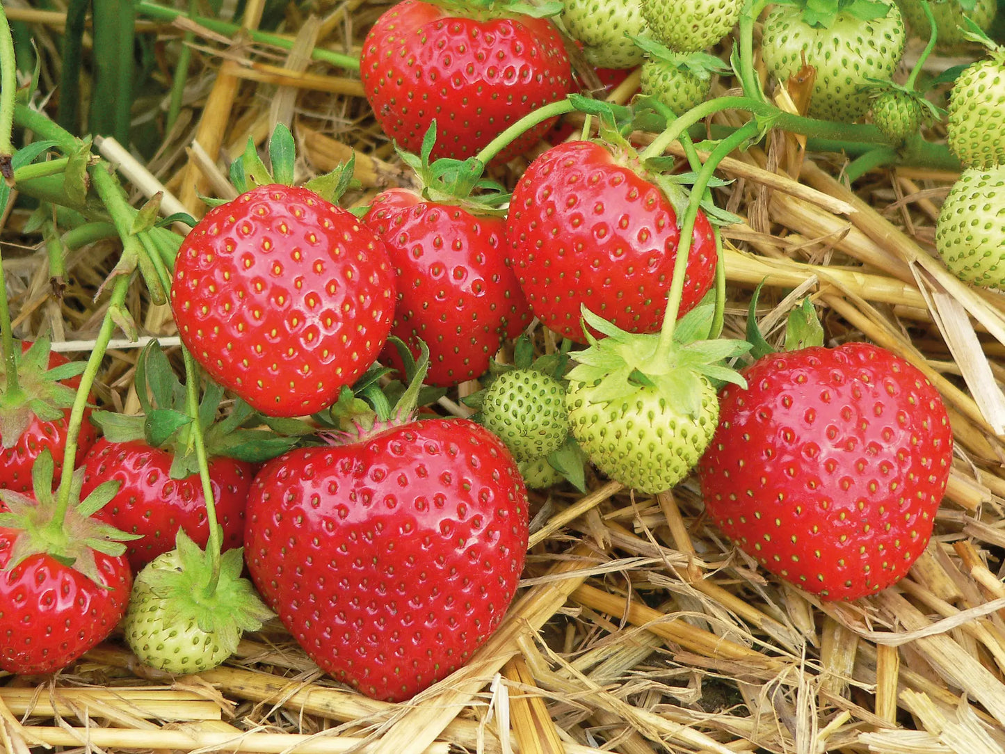Organic Rumba Strawberry Plant / Conv