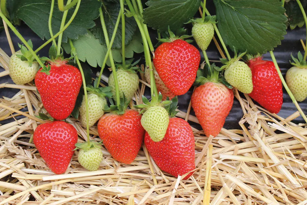 Organic Seraphine Strawberry Plant / Conv
