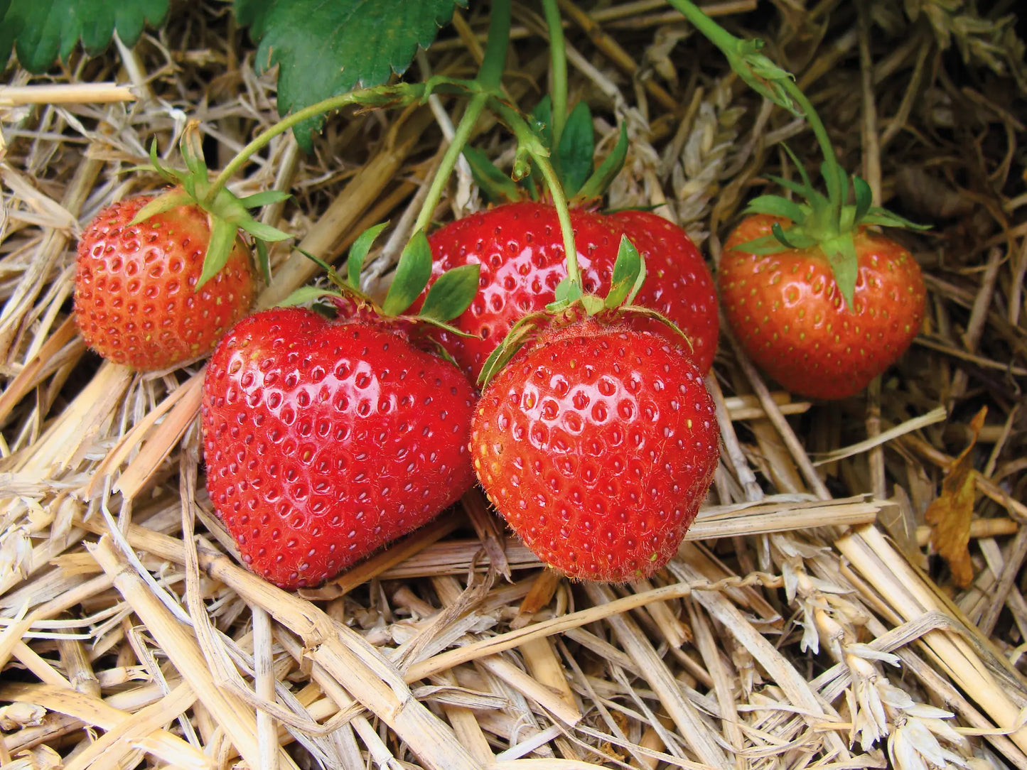 Organic Sonata Strawberry Plant / Conv
