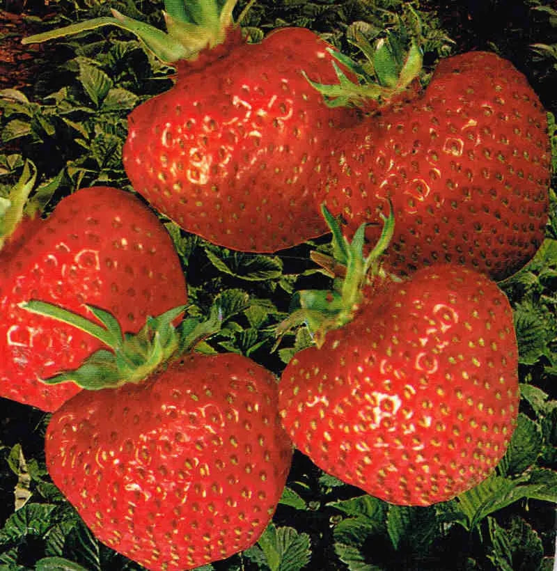 Plant Fraisier Surprise des Halles Bio / Conv