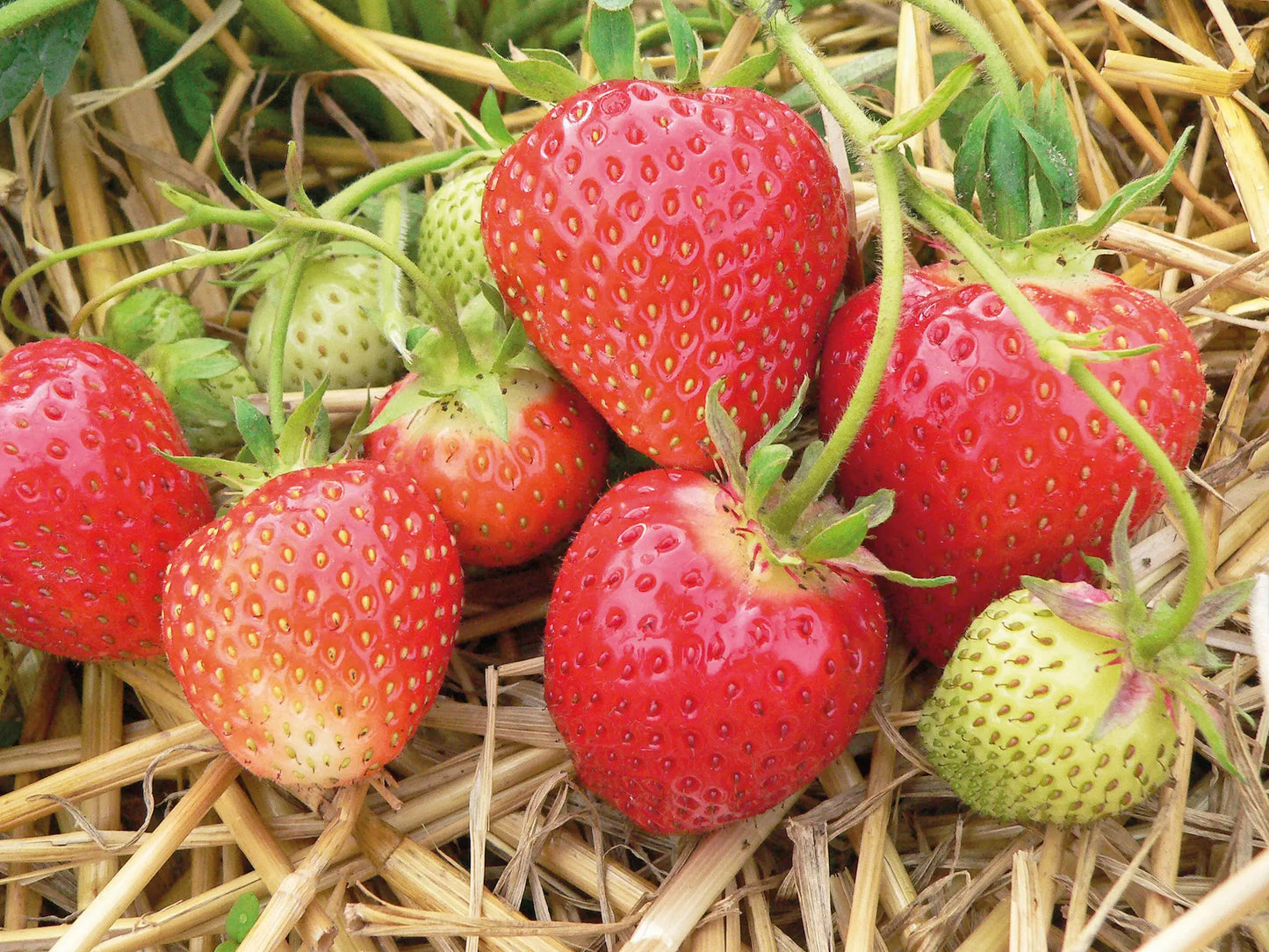 Organic Symphony Strawberry Plant / Conv
