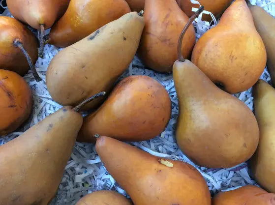 Pear tree President Heron Bio / Conv