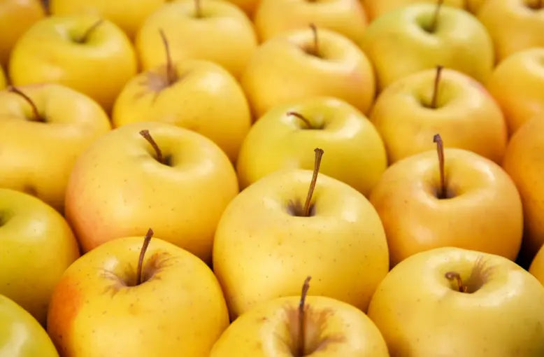 Organic Gravenstein Apple Tree / Conv