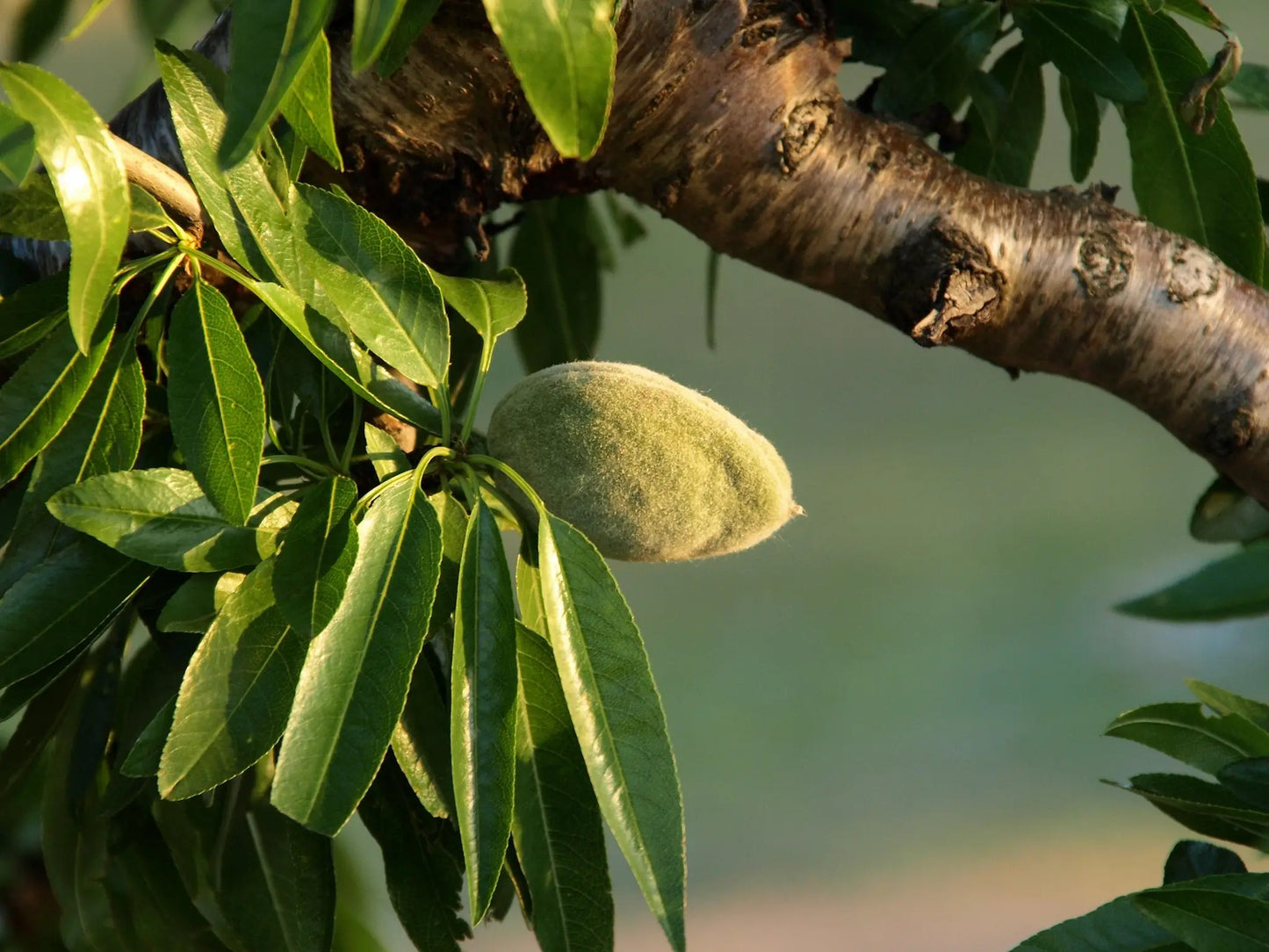 Organic Princess Almond Tree Plants / Conv