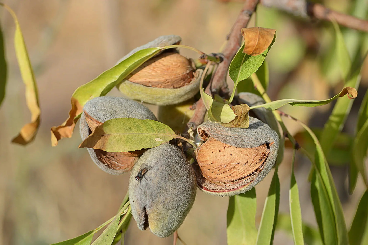Avijor Organic Almond Plants / Conv