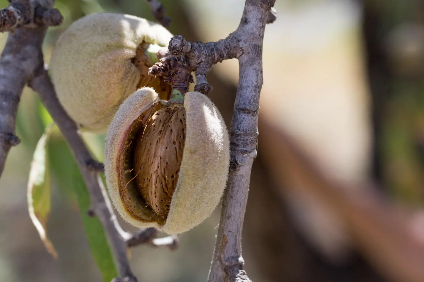Organic Marcona Almond Plants / Conv