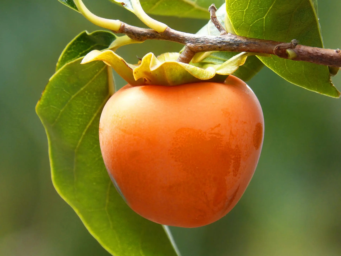 Persimmon tipo Bio / Conv