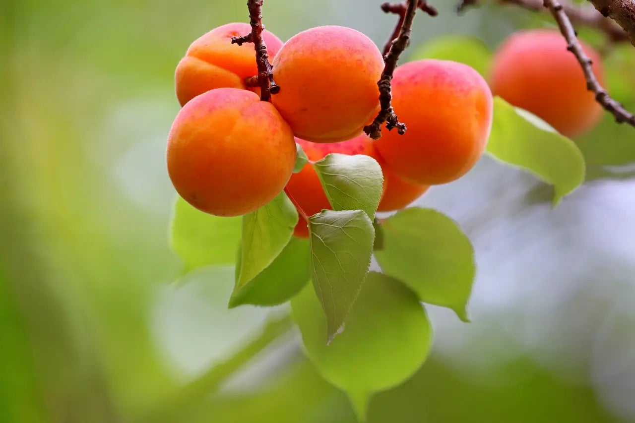 Organic Bergeron Apricot Tree / Conv
