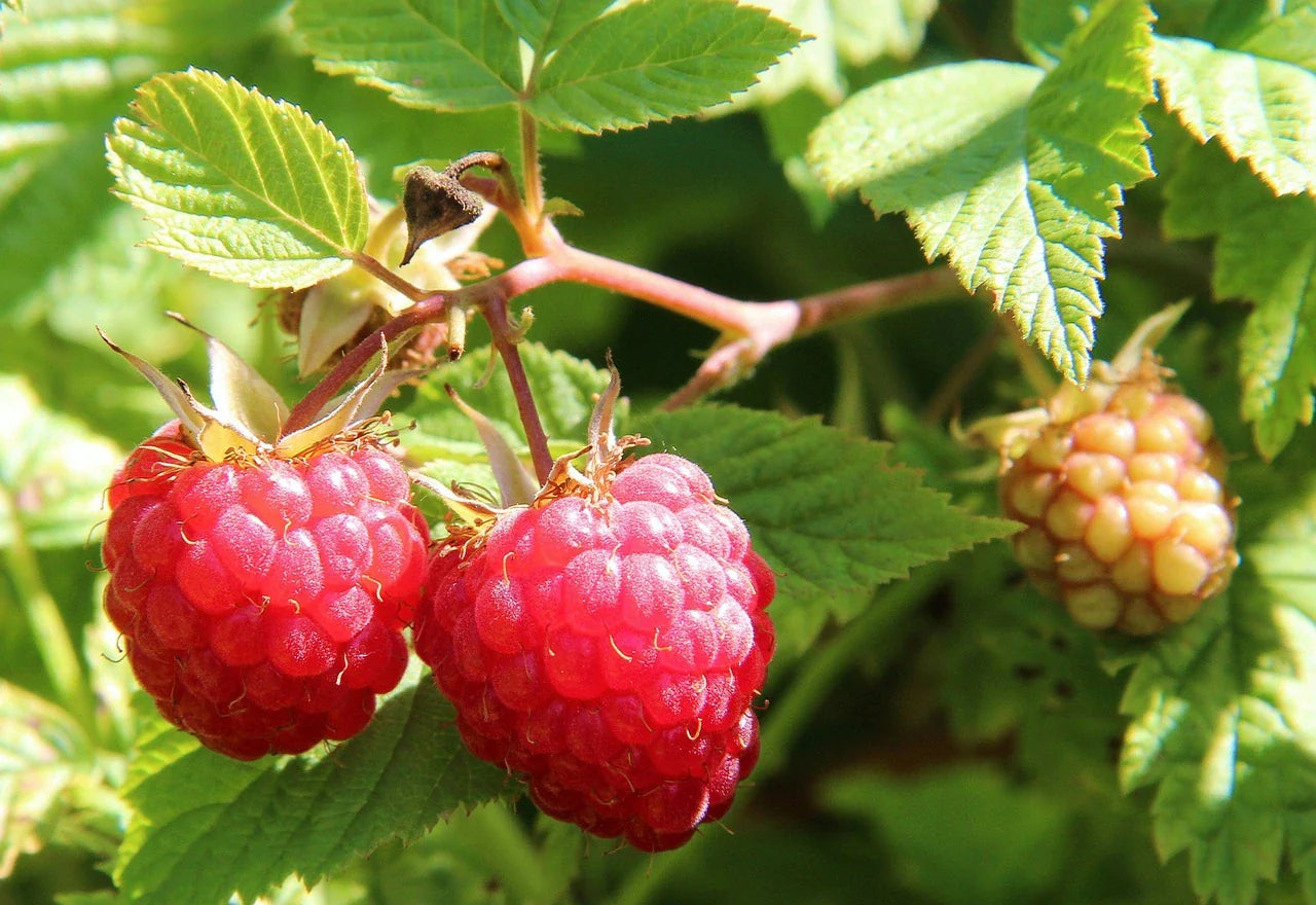 Raspberry Plant Lloyd Georges Bio / Conv