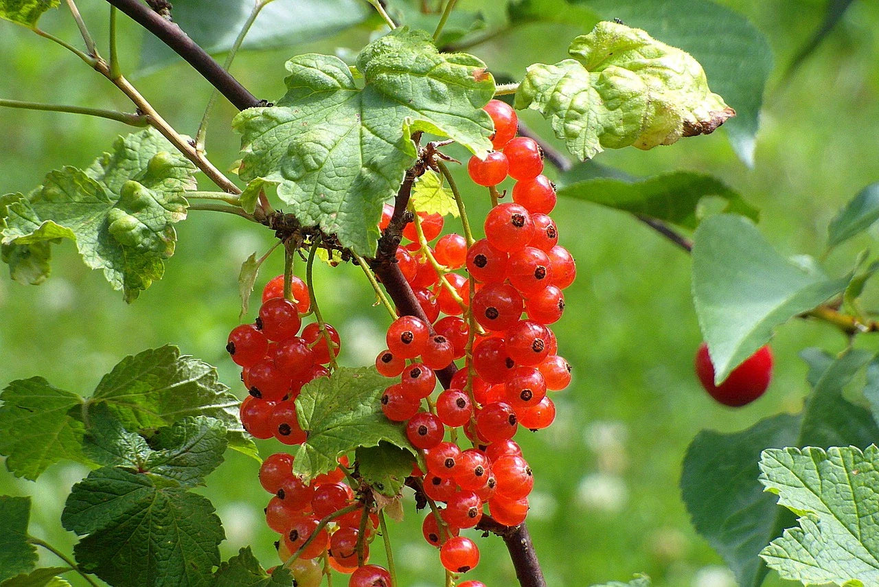 Plant Groseillier à grappe Red start Bio / Conv