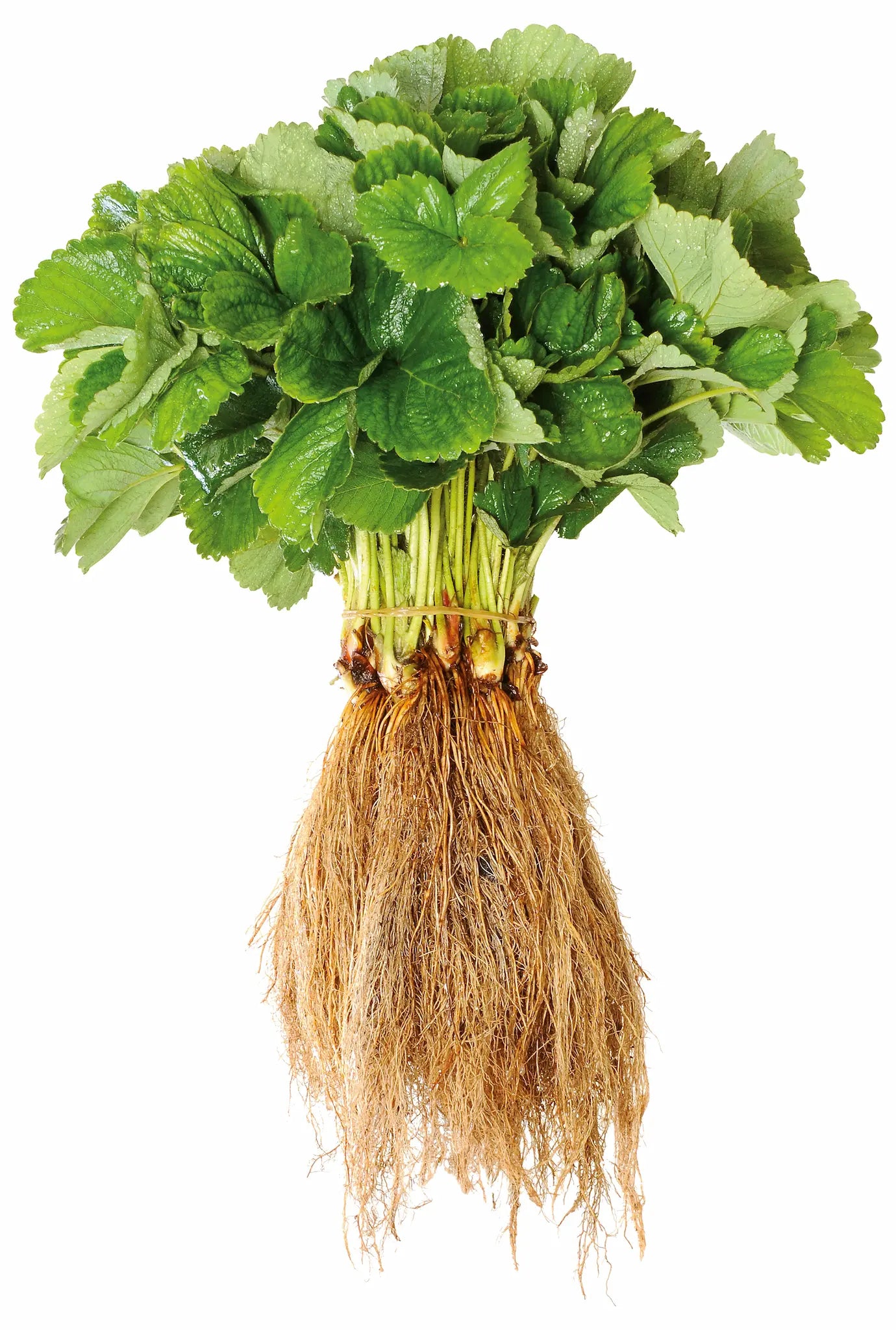 Organic Bare Root Strawberry Plant / Conv