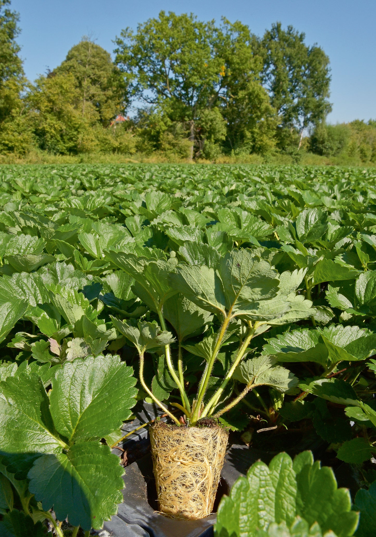 Strawberry Plant Tray usable in organic farming