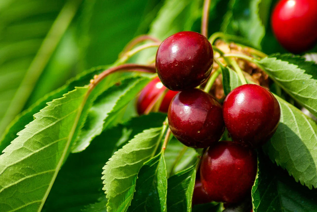 Cherry Tree Plant Cherry Tree Organic / Conv
