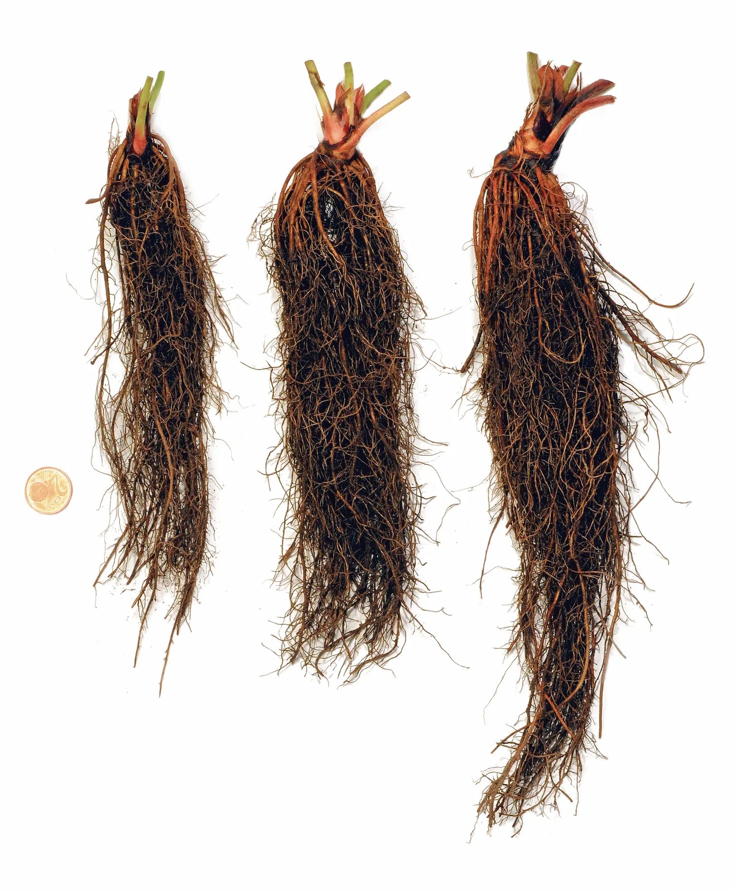 Organic Frigo Strawberry Plant / Conv