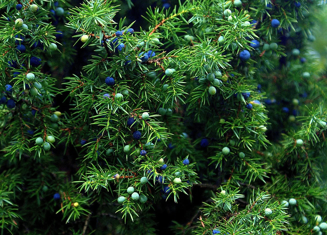 Juniper Plant Organic Juniper / Conv