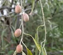 Quicksilver Organic Bohemian Olive Plant / Conv