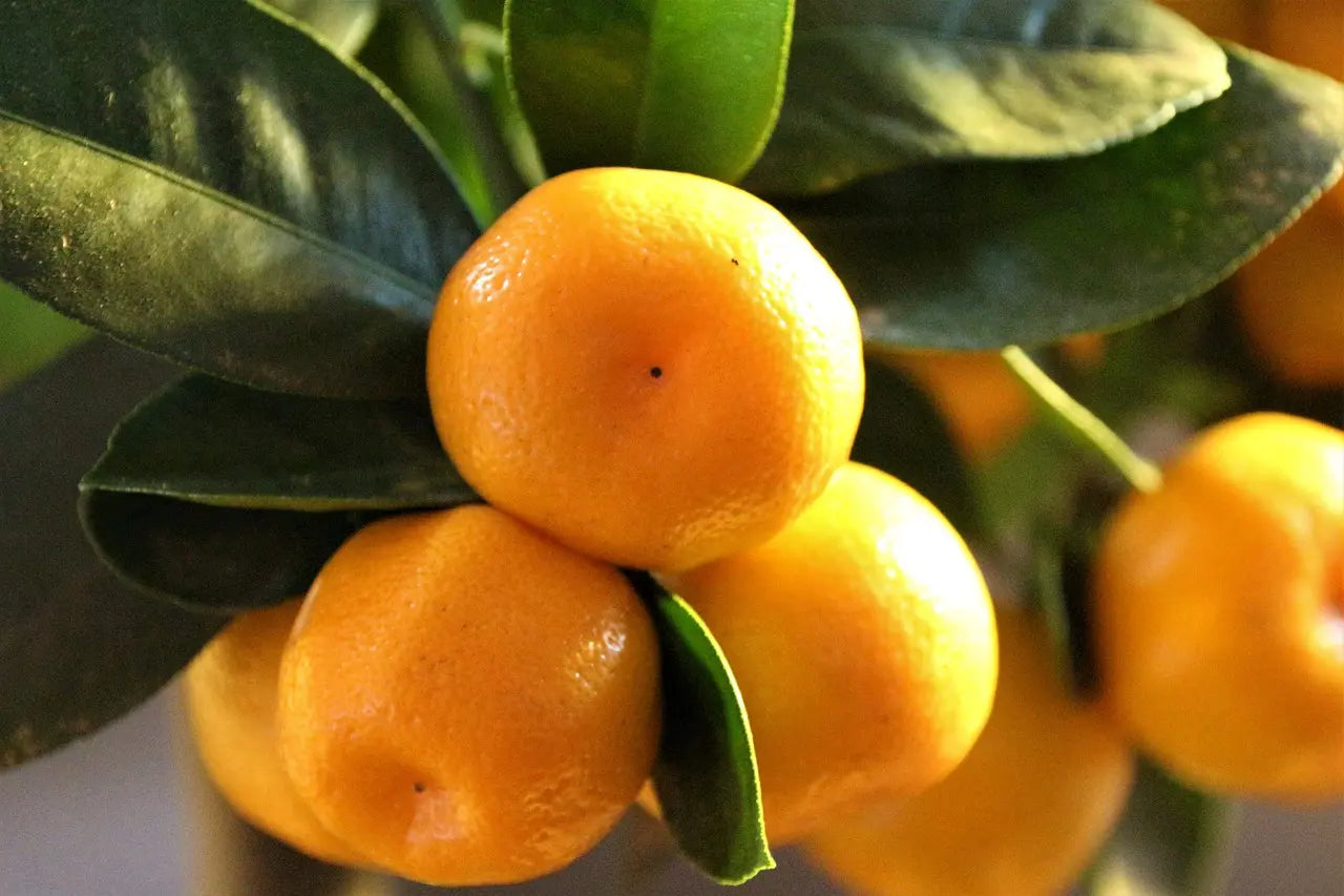 Calamondin Bio grafted plants / Conv