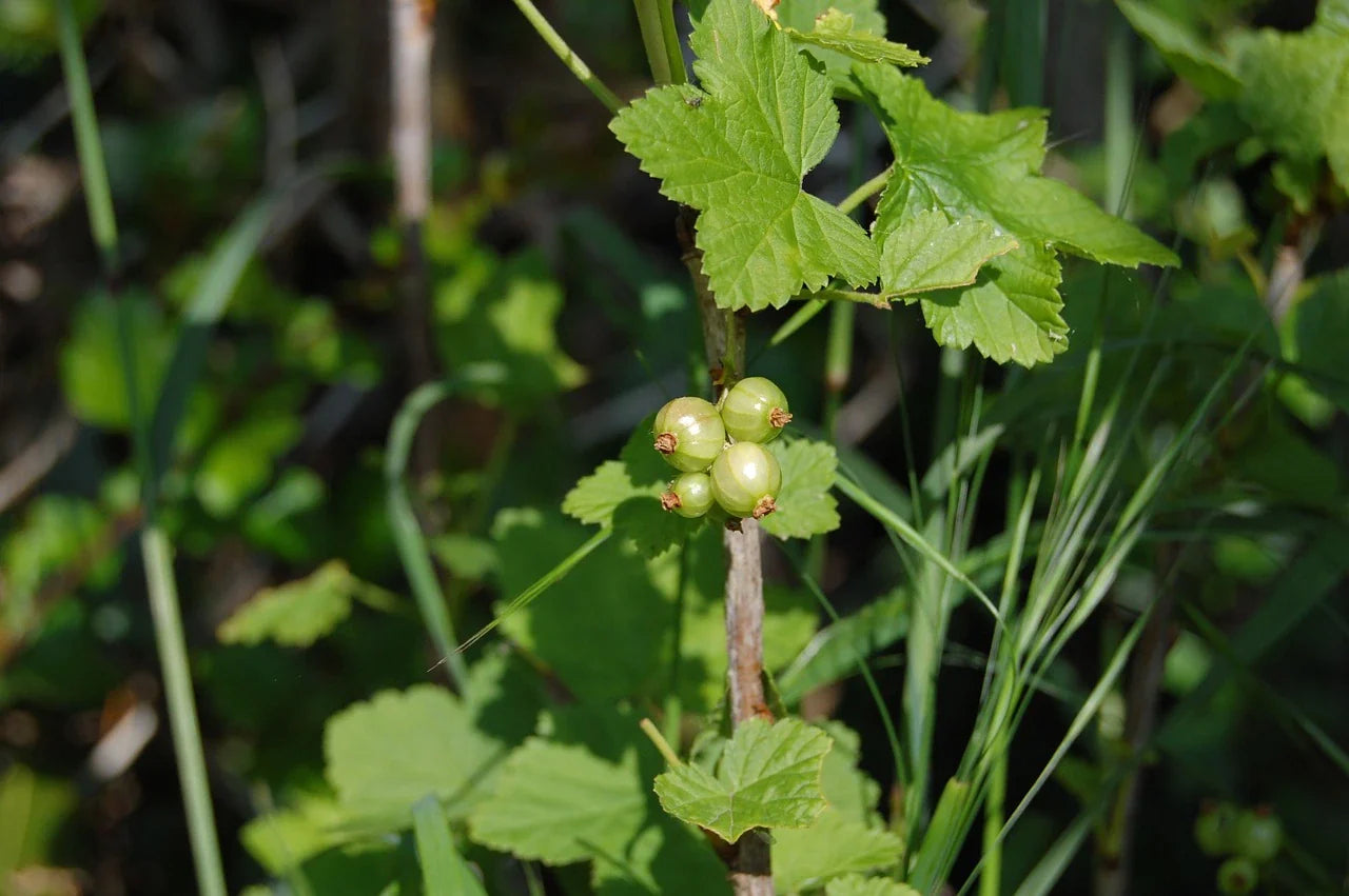 Blackcurrant Plant White Blackcurrant Organic / Conv