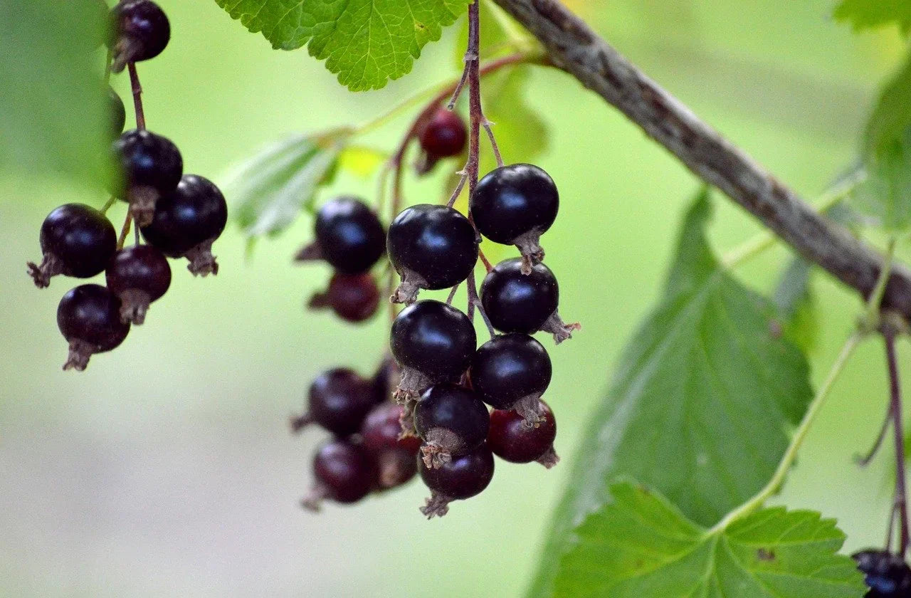 Blackcurrant Plant Noiroma Organic / Conv