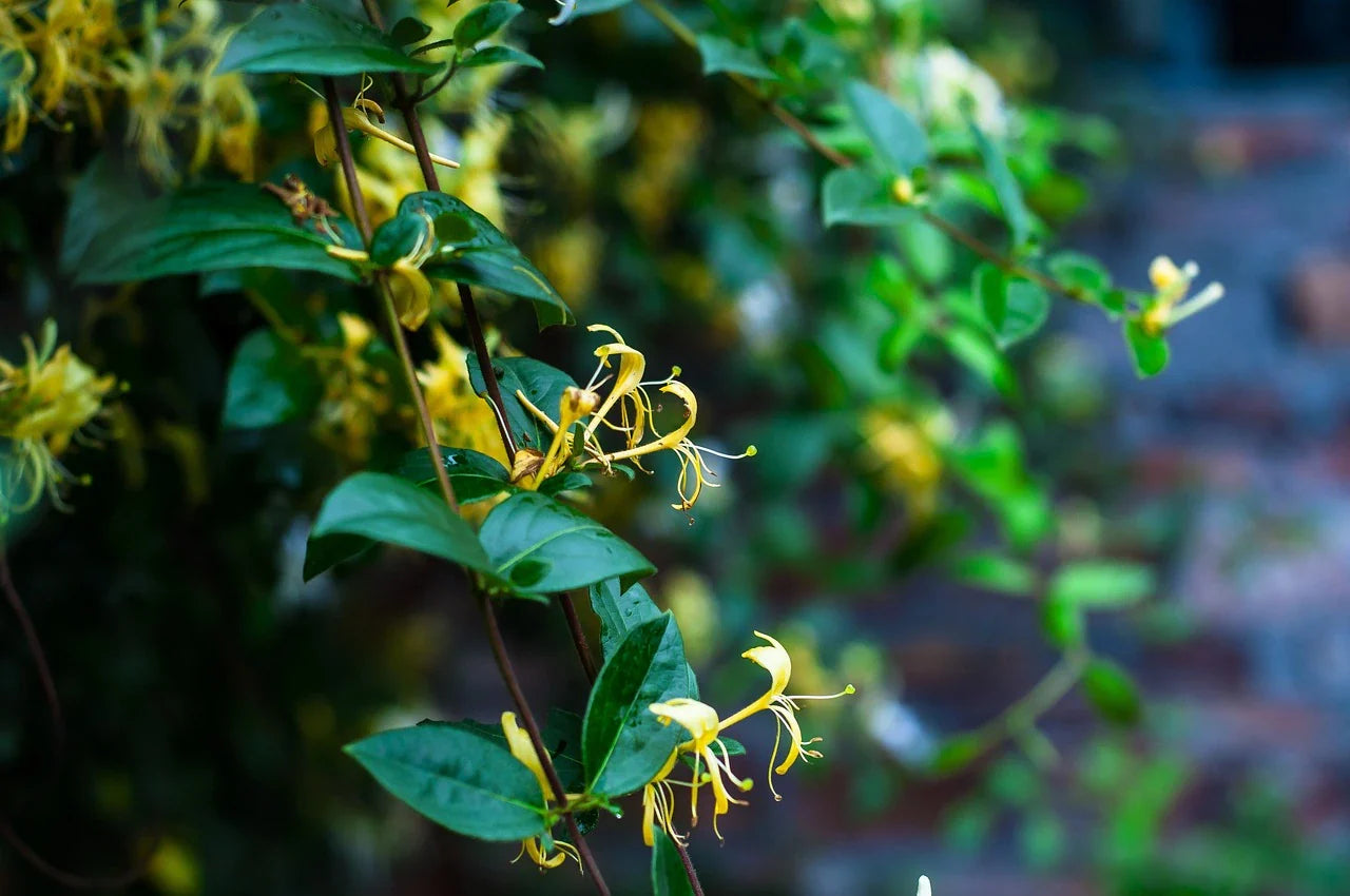 Plant Honeysuckle Edulis Organic / Conv