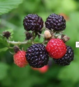 Royalty Bio Black Raspberry Plant / Conv