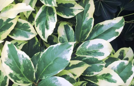 Plant Kadsura from Japan fukurin Fukurin Bio / Conv