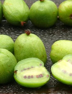 Kiwaï Issai Bio Plants / Conv