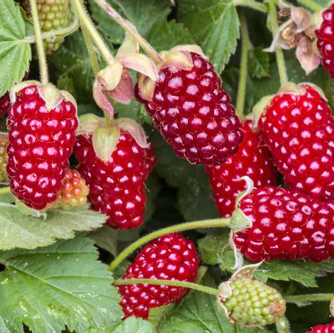 Plant Muroise Tayberry Organic / Conv