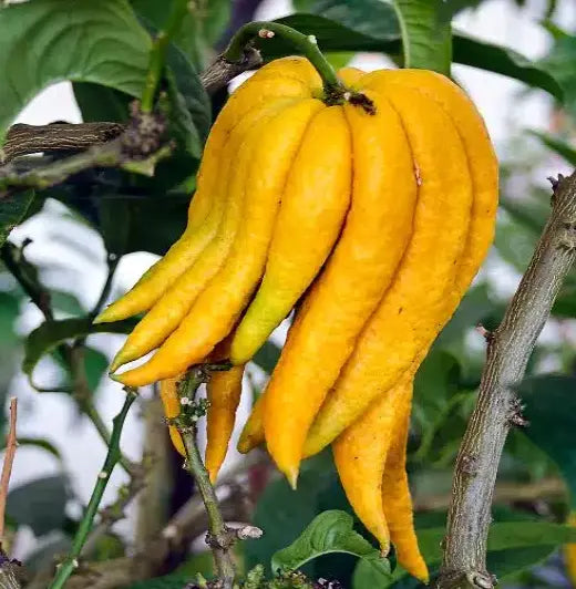 Grafted Plants Organic Buddha's Hand / Conv