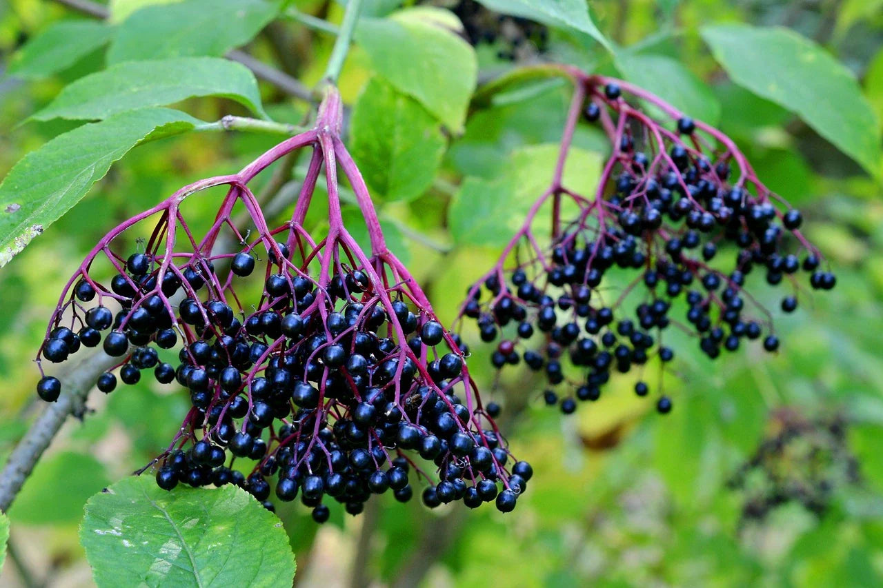 Plant Black Elderberry Pyramidalis Bio / Conv