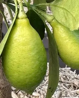 Grafted Limequat Bio / Conv plants