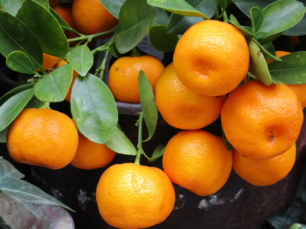 Organic Mandarin Plant / Conv