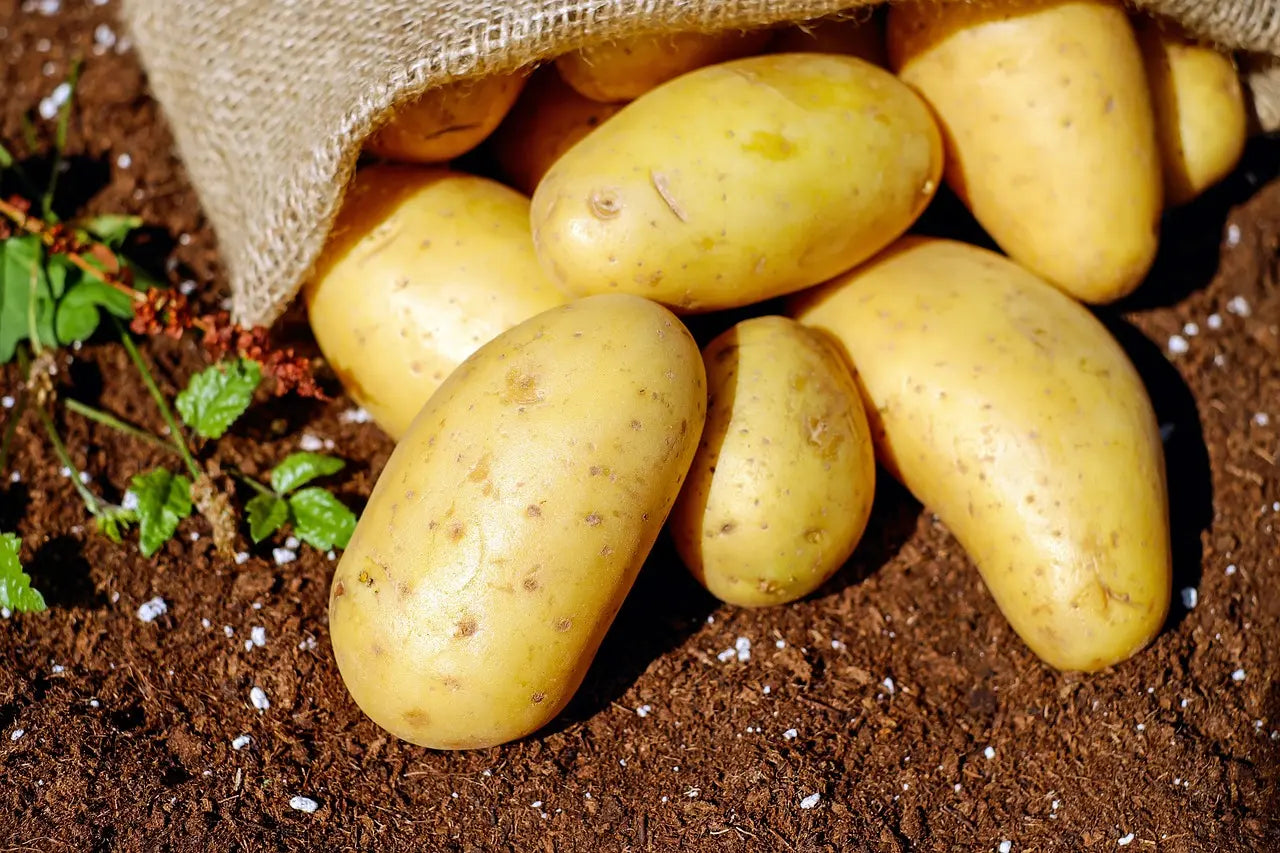 Plants Pommes de terre Agria 25kg Bio / Conv