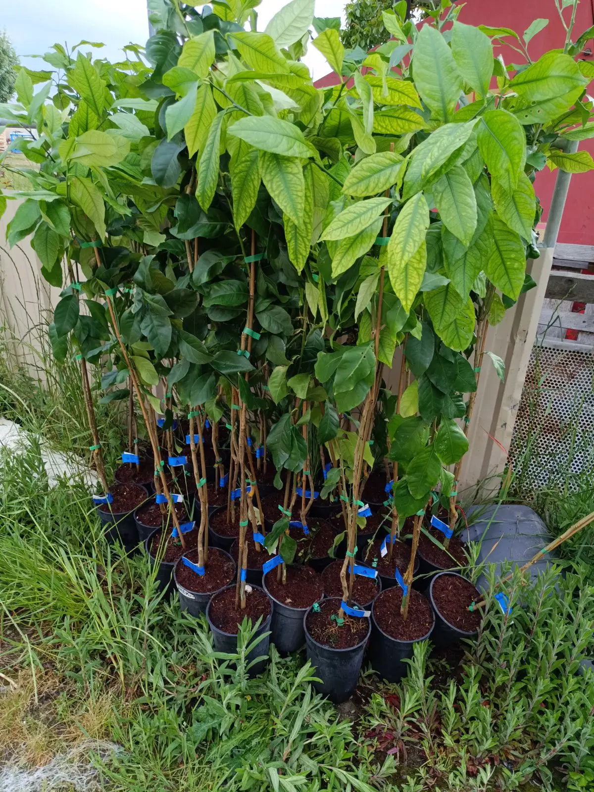 Macrophylla Bio Rootstocks / Conv