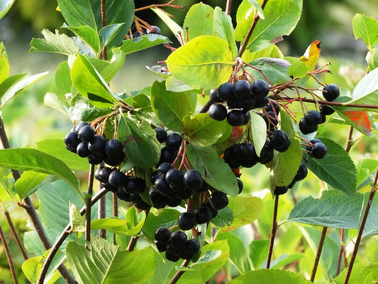 Aronia Plant Aronia with red fruits Organic / Conv
