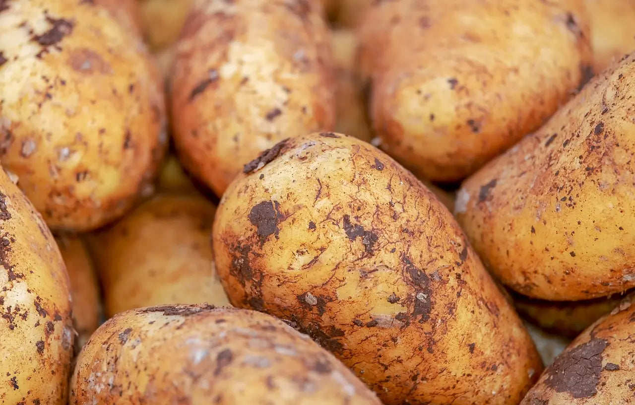 Plants Pommes de terre MonaLisa 25kg Bio / Conv