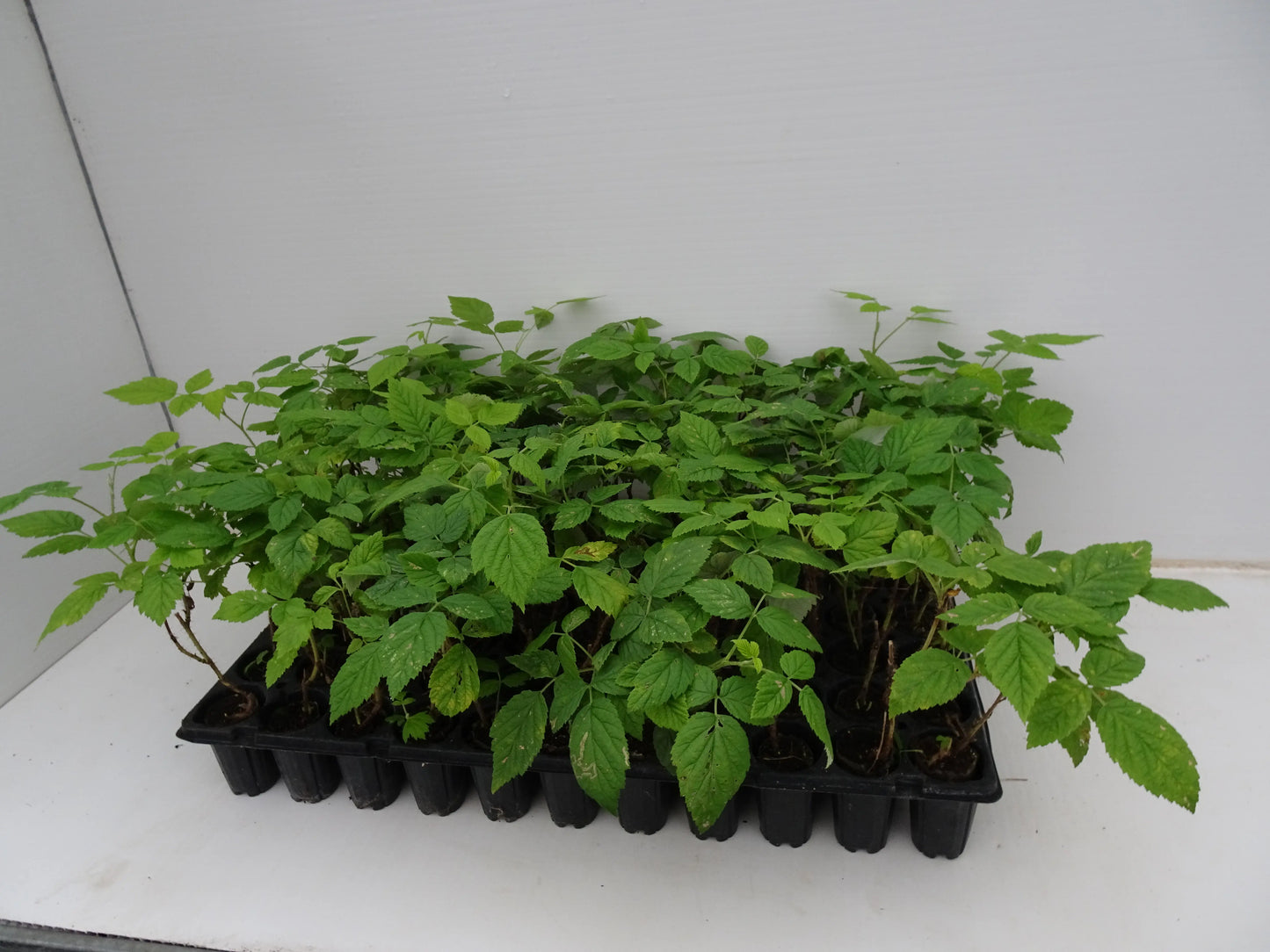 Organic Small Fruit Alveolus Plant / Conv