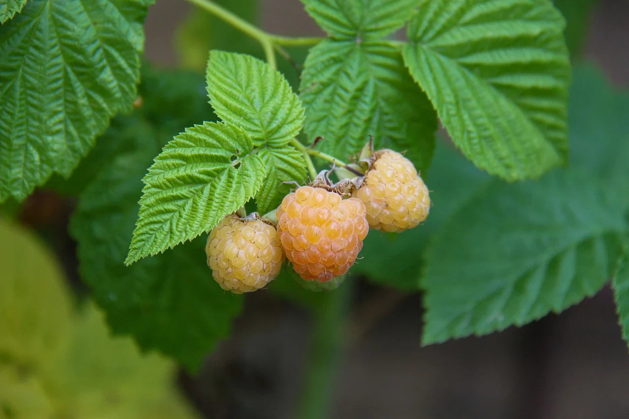 Organic Autumn Surprise Raspberry Plant / Conv