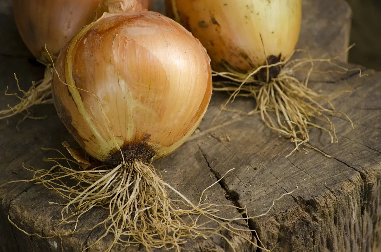 Bulbes Oignons Paille des Vertus Bio / Conv