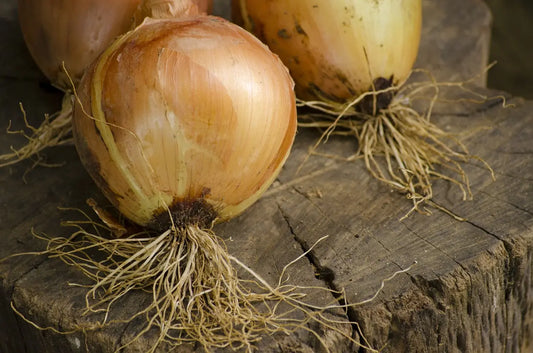 Bulbes Oignons Paille des Vertus Bio / Conv