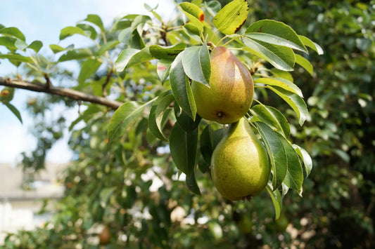Organic red rooster pear tree / Conv