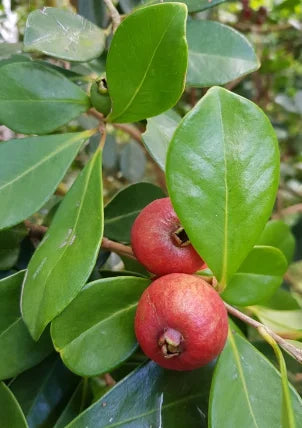 Strawberry Guava Plant Strawberry Guava with yellow fruits Organic / Conv