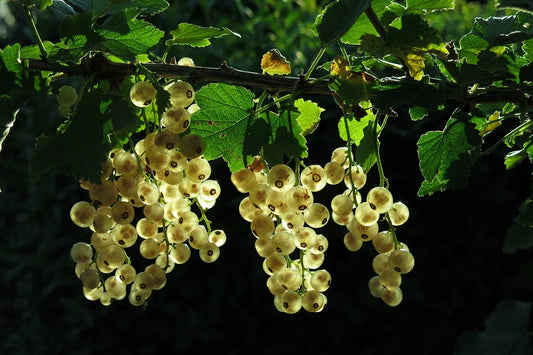 Organic White Cherry Gooseberry Plant / Conv