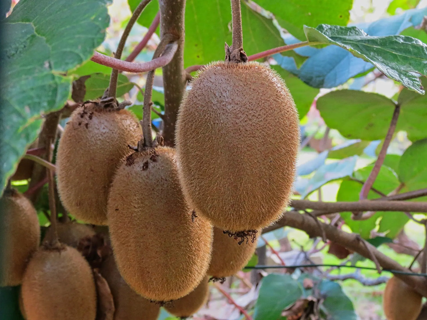 Plants Kiwi Jenny Bio / Conv