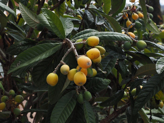 Medlar Plant Japanese Medlar Organic / Conv