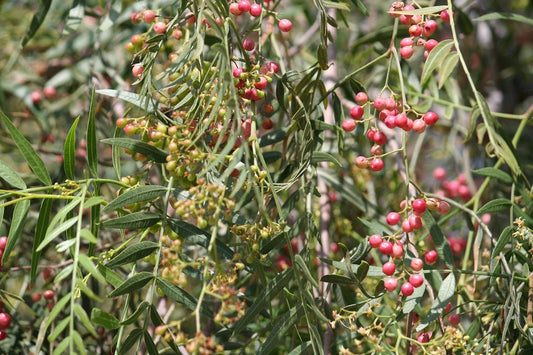 Organic Sancho Sichuan Pepper Plant / Conv