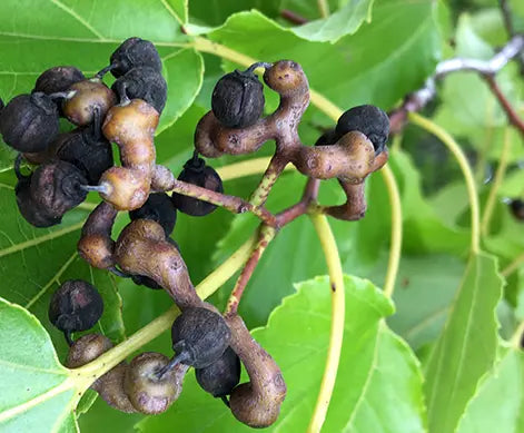 Plant Raisinier de chine Raisinier de chine Bio / Conv